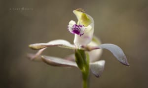 orchids | Aranda Bushlands