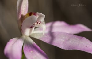 orchids | Aranda Bushlands