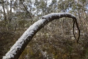 light snow - Namadgi