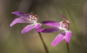 Spring Orchids