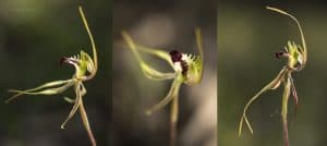 Spring orchids