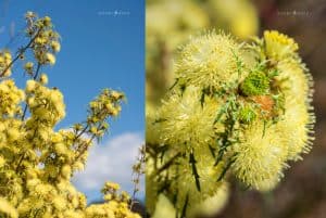 Grafted gems - Banksia polycephala