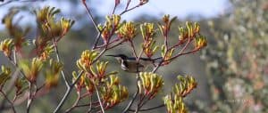 spring inspirations - kangaroo paws