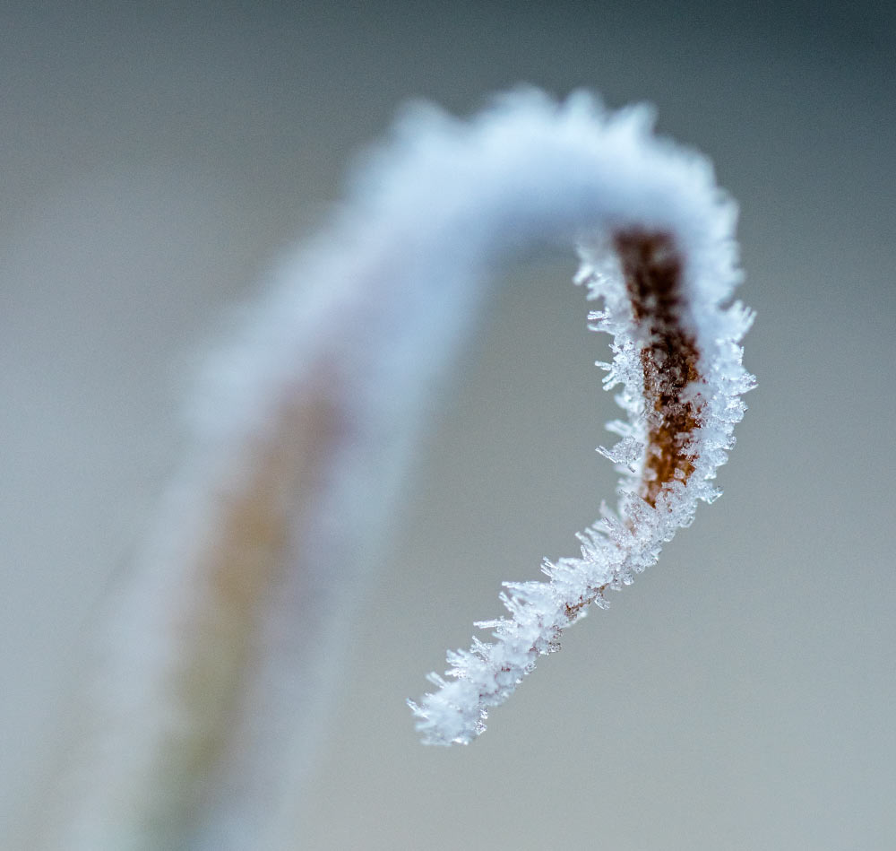 frost | Tilba NSW