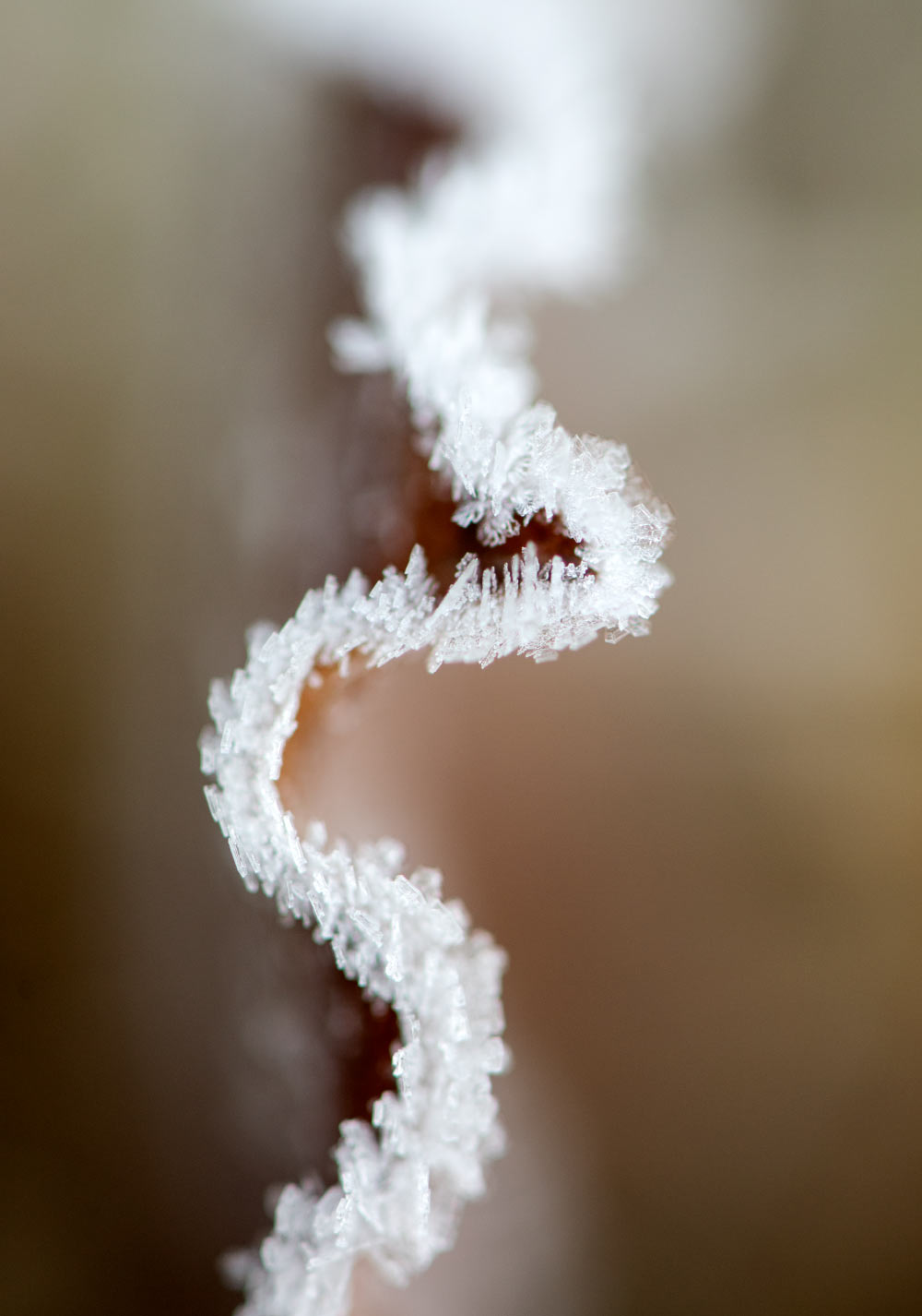 frost | Tilba NSW